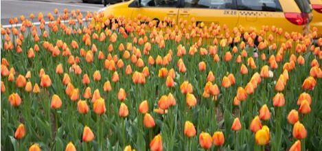 Tulips on Park Avenue