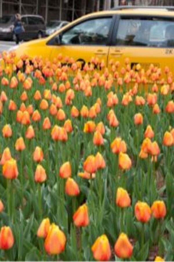 Tulips on Park Avenue – Spring Newsletter, 2023