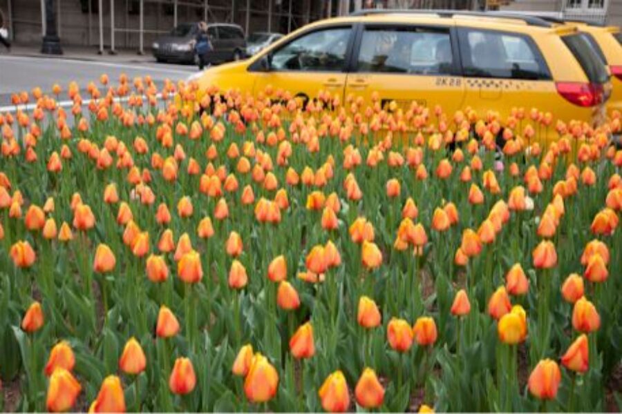 Tulips on Park Avenue – Spring Newsletter, 2023