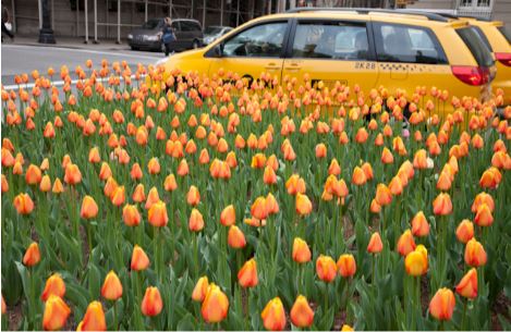Tulips on Park Avenue – Spring Newsletter, 2023