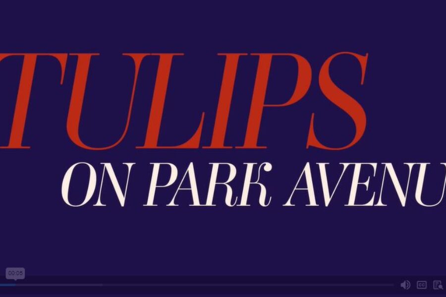 Tulips on Park Avenue